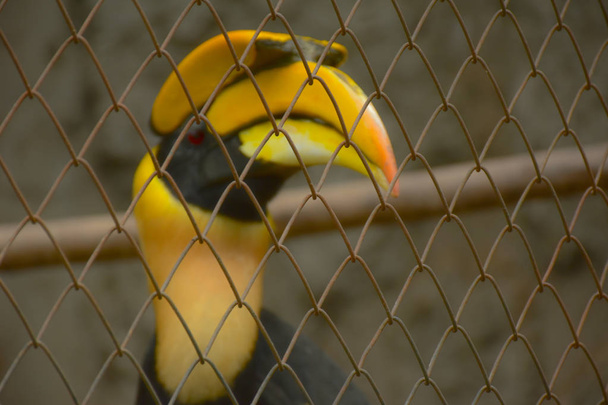 CITES animal, Hornbill oiseau, Hornbill dans une cage, zoo animal, animal protégé, commerce d'espèces sauvages protégées
 - Photo, image