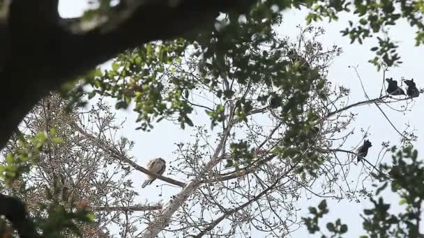 I corvi aggressivi si tuffano in un falco giovanile vicino alla cima di un albero
. - Filmati, video
