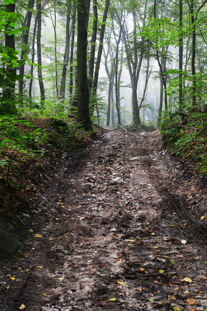 Road through the dark forest.  - Fotoğraf, Görsel