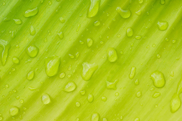 drops of water on the leaves. green nature background - Foto, Bild