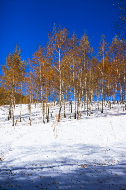 Birchwood το χειμώνα, με κίτρινα φύλλα σε λευκό χιόνι - Φωτογραφία, εικόνα