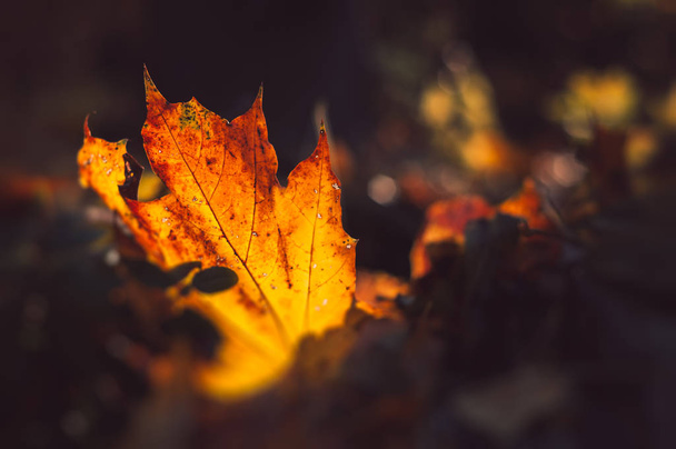bella foglia arancione colorato autunno
 - Foto, immagini