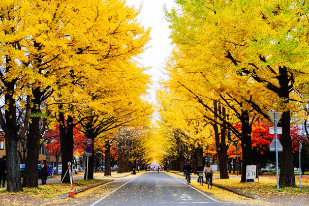 Herbstzeit der Bäume und Blätter - Foto, Bild