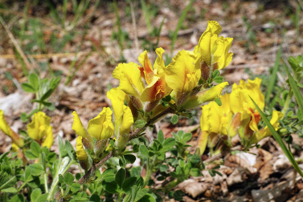planta vassoura aglomerado em flor, abril
 - Foto, Imagem