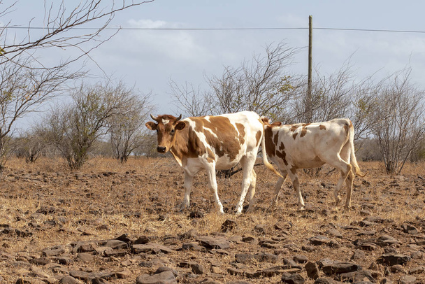 Két barna Pied fiatal tehén, üsző, zöld-foki Köztársaság. - Fotó, kép