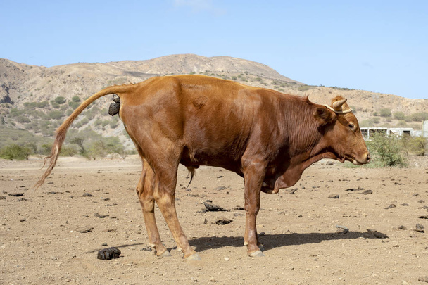 Pooping Brown Bull op het eiland Santiago, Kaapverdië. - Foto, afbeelding