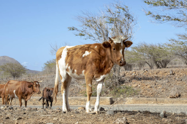 Jeune vache aux petites cornes se promène dans la rue, Cap Vert
. - Photo, image