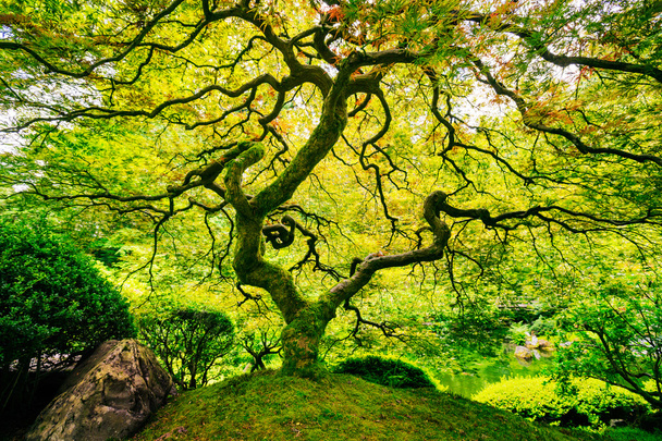 Amazing Green Tree - 写真・画像