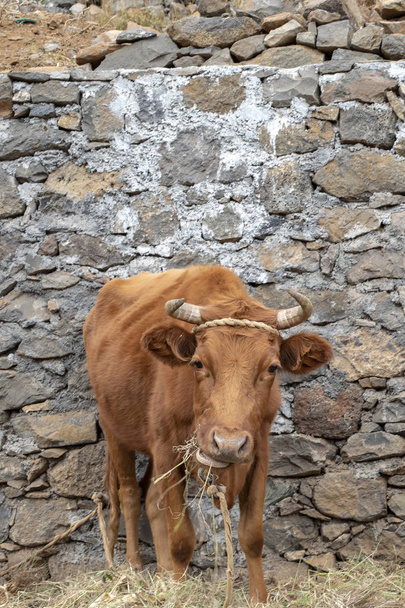 La mucca rossa mangia paglia, legata ad una corda, Santo Antao, Capo Verde
. - Foto, immagini