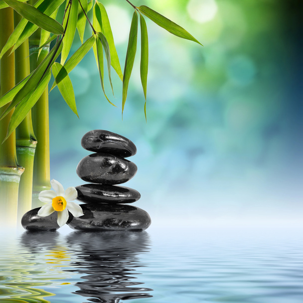 Камені і бамбук на воді з квітками нарциса
 - Фото, зображення