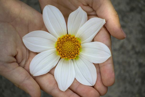 witte bloem - Foto, afbeelding