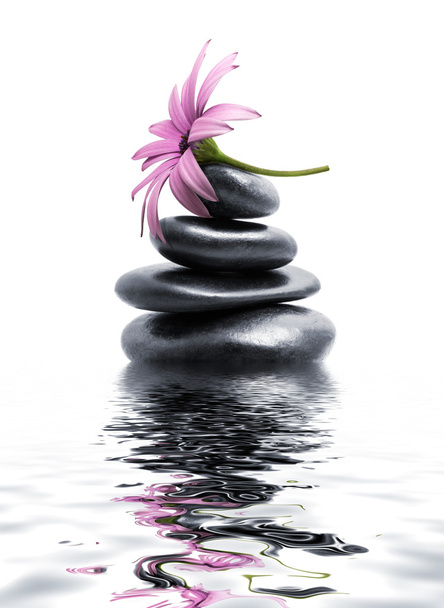 Violetti päivänkakkara mustilla kivillä torni ja vesi
 - Valokuva, kuva