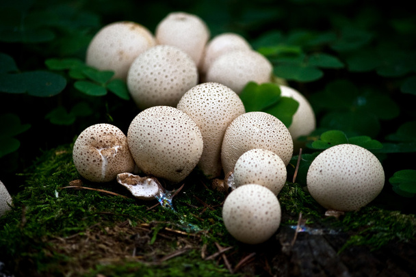 Bella immagine di Popping Fungi
 - Foto, immagini