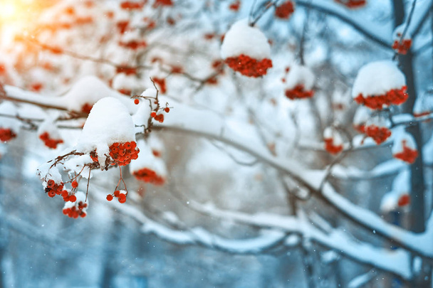 Φυσικό υπόβαθρο. Φωτεινά κόκκινα μούρα της τέφρας στο βουνό καλυμμένο με χιόνι. - Φωτογραφία, εικόνα
