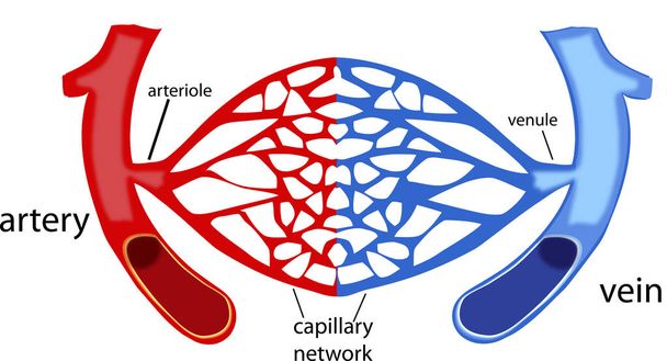 Blutgefäße, menschliche Körperkapillaren - Vektor, Bild