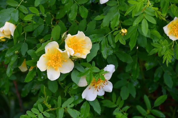Flores brancas de quadris de rosa
 - Foto, Imagem