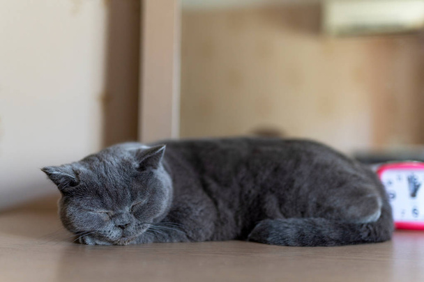 British shorthair cat sleeping on a table - Фото, изображение