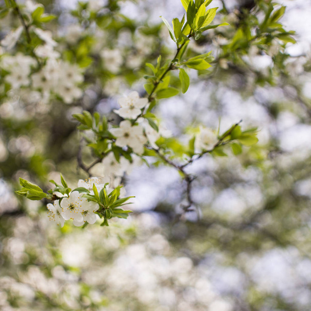 春の開花:公園内のリンゴやチェリーの開花の枝。自然を背景にしたリンゴの木や桜の白い花. - 写真・画像