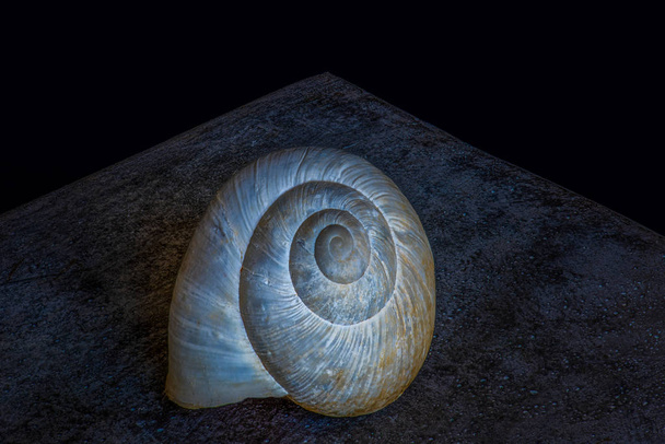 Σουρεαλιστικός χαμηλού κλειδιού σκοτεινό κέλυφος σαλιγκάρι σε μια γκρίζα τσιμεντένια πέτρα - Φωτογραφία, εικόνα