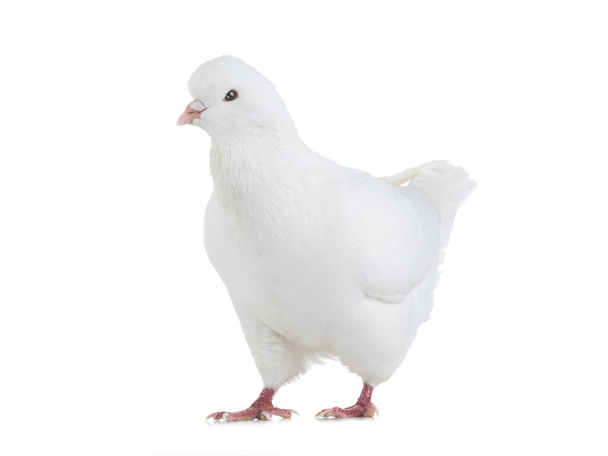 dove goes isolated on a white  - Valokuva, kuva
