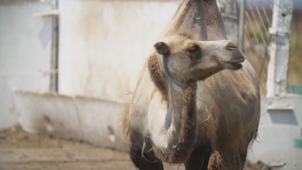 portrait of a camel standing - Πλάνα, βίντεο