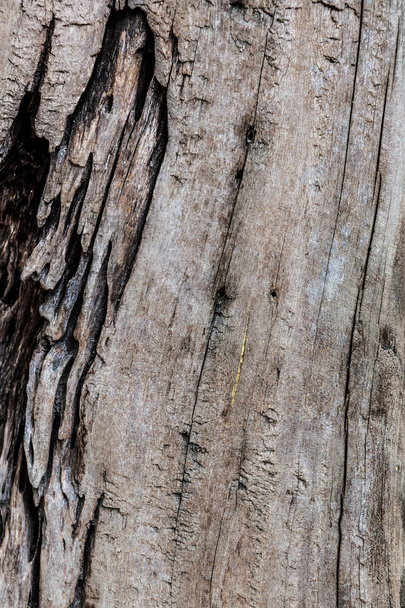 Brown decay wood - Foto, Imagen