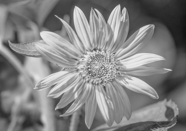 margarita / flor de margarita blanca y negra de alta clave, sol brillante
 - Foto, Imagen