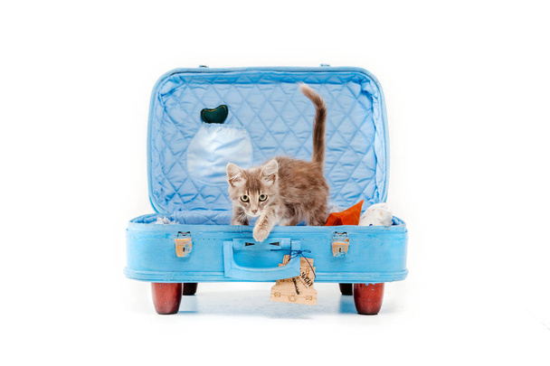 cat with blue bag in front of white background - Foto, immagini