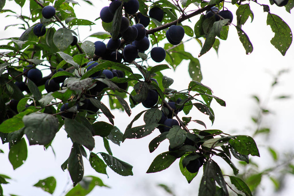 Blackthorn. Blue berries of wild thorns in autumn. Prunus Spinoza. - Photo, Image