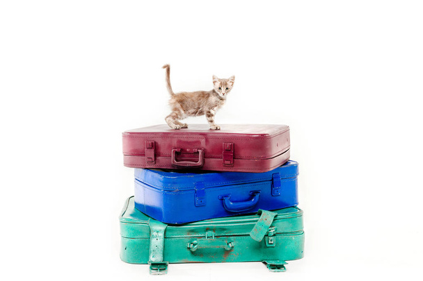 cat sitting on pyramid of bags in front of white background - Photo, image