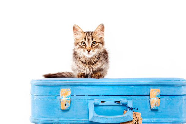 cat with blue bag in front of white background - 写真・画像