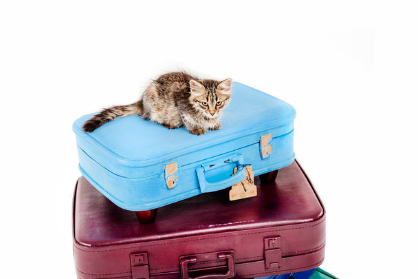 cat sitting on pyramid of bags in front of white background - Foto, Bild