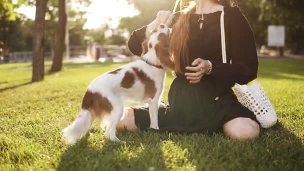 Woman in black dress sitting on grass and playing with her spaniel dog. Pet running close up to the camera. Owner with lovely little dog outdoors. Sun on background and green grass - Video, Çekim