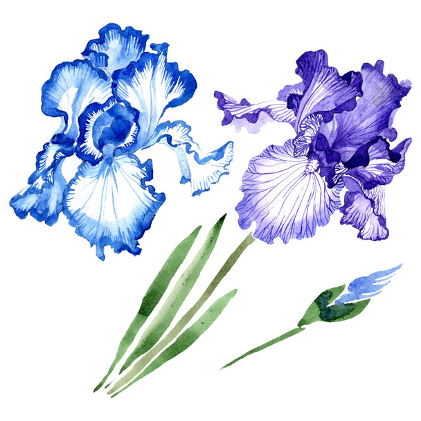 Mavi iris çiçek botanik çiçekler. Suluboya arka plan illüstrasyon seti. Yalıtılmış irises illüstrasyon elemanı. - Fotoğraf, Görsel