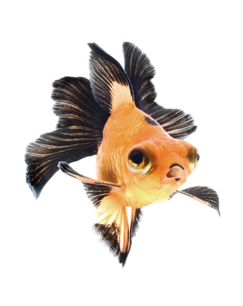złote rybki odizolowane na białym tle - Zdjęcie, obraz
