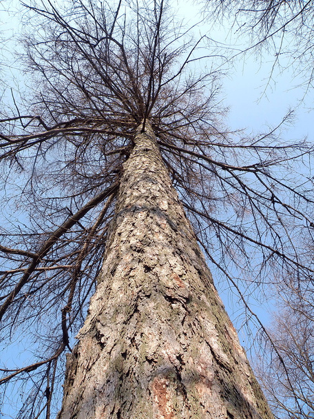 alter Baum - Foto, Bild