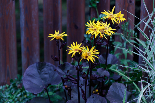 Flores amarillas doronicum primer plano floreció en el Parque en el macizo de flores
 - Foto, Imagen