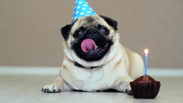 Lindo perro pug divertido con sombrero de fiesta y pastel de cumpleaños con vela
 - Imágenes, Vídeo