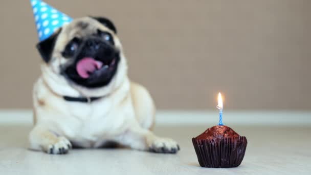 Close-up de bolo de aniversário com vela, cachorro engraçado com chapéu de festa no fundo
 - Filmagem, Vídeo