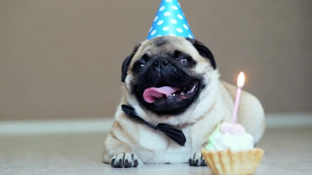 Retrato de lindo perro pug divertido con sombrero de fiesta y pajarita y pastel de cumpleaños con vela
 - Metraje, vídeo
