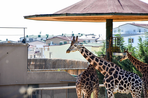 jirafas en el parque zoológico safari
 - Foto, Imagen
