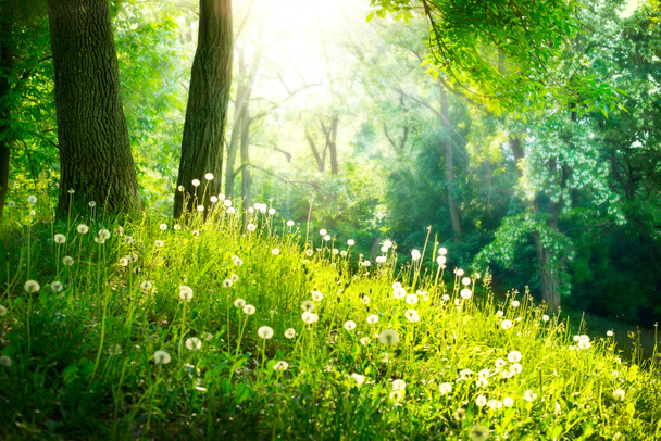 Luonnon kevät Kaunis maisema. Vihreä ruoho ja puut
 - Valokuva, kuva