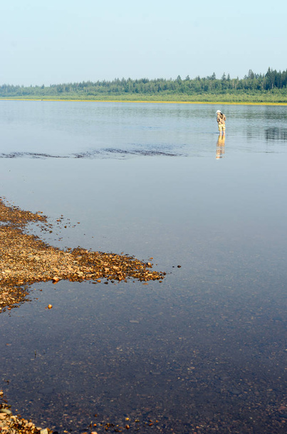 Yakut meisje-toeristische visser vissen spinnen Reel staande in water met opgerolde broek op de rotsen, de Shoals ten noorden van de Vilyui River Forest. - Foto, afbeelding