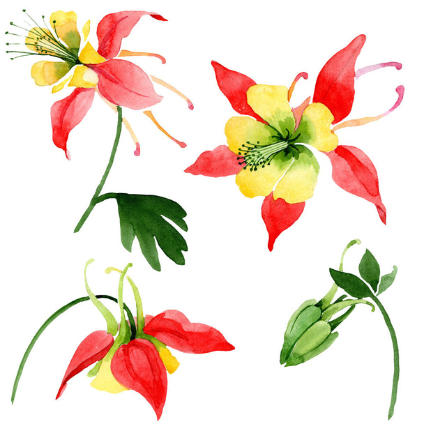 Rode Aquilegia Floral botanische bloemen. Aquarel achtergrond illustratie instellen. Geïsoleerde Aquilegia illustratie element. - Foto, afbeelding