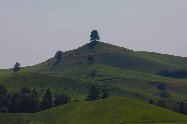 Krásný strom v klidné krajině Hirzel/Švýcarsko - Fotografie, Obrázek