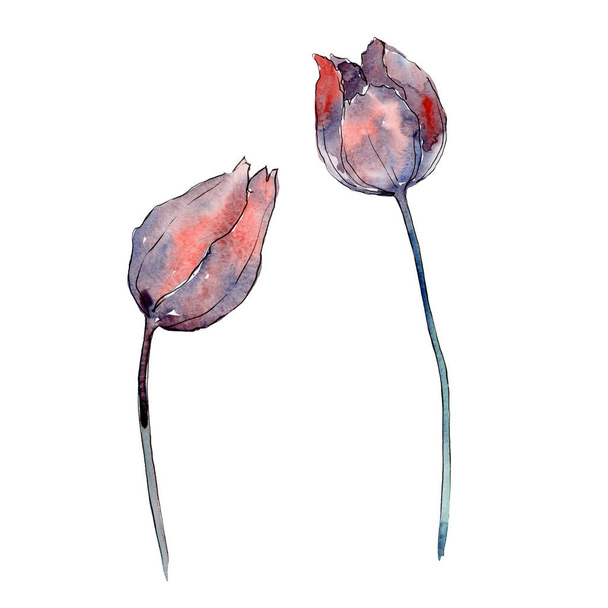 Vörös lila tulipán virágos botanikus virágok. Akvarell háttér illusztráció meg. Izolált tulipánok illusztrációs elem. - Fotó, kép