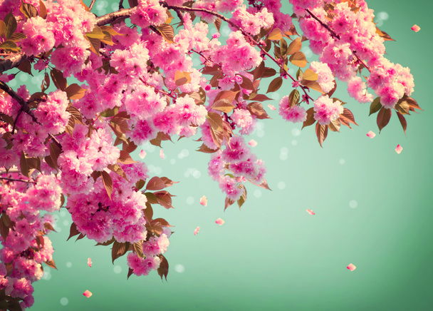Sakura Flowers Background art Design. Spring Sacura Blossom - Photo, Image