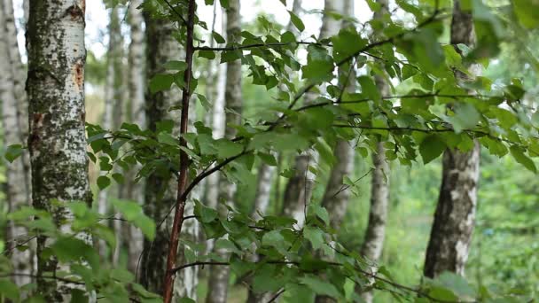Gyönyörű nyírfa nyári erdőben - Felvétel, videó