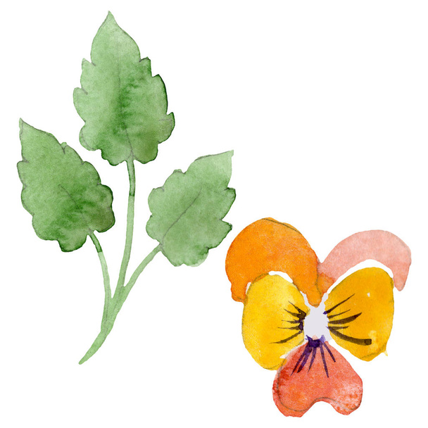 Ornament with pansies botanical flowers. Watercolor background illustration set. Isolated viola illustration element. - Φωτογραφία, εικόνα