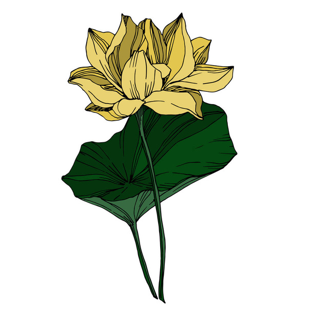 Vector Lotus floral botanical flowers. Black and white engraved ink art. Isolated lotus illustration element. - Vektör, Görsel